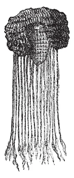 Egipski Wig Vintage Grawerowane Ilustracja — Wektor stockowy