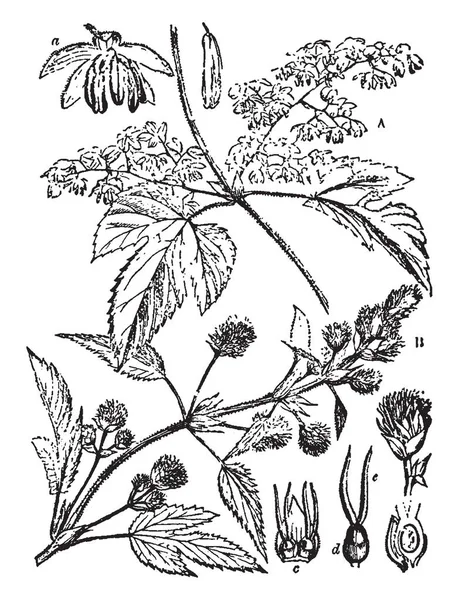 Image Montre Buisson Houblon Est Arbuste Résistant Sécheresse Avec Une — Image vectorielle