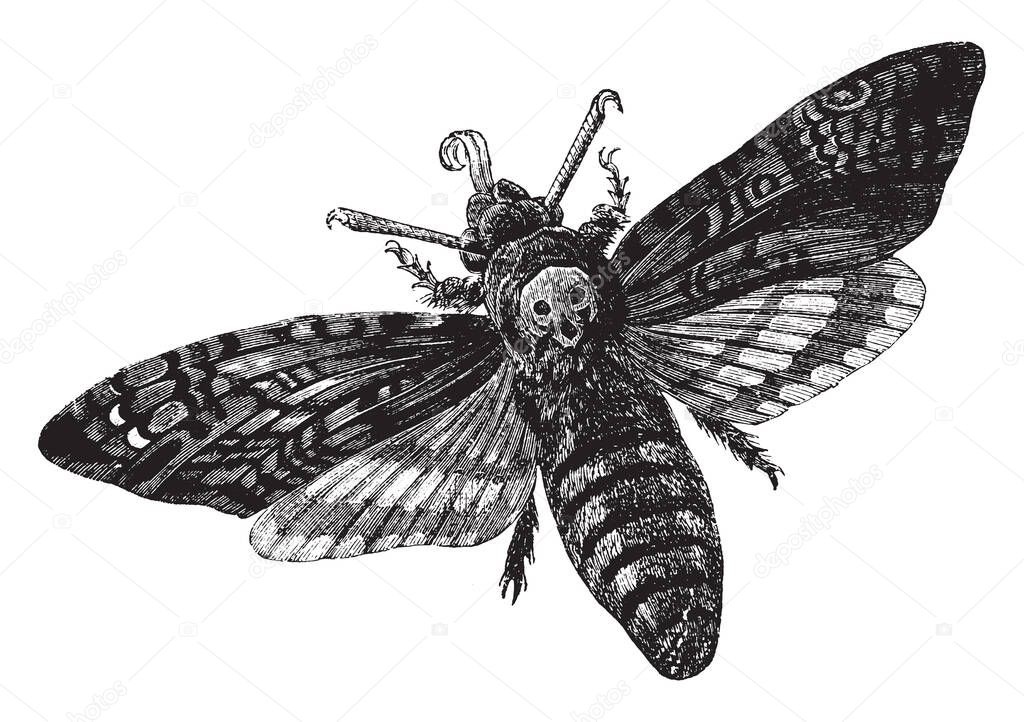 Death Head Moth which is feeds on potato, vintage line drawing or engraving illustration.