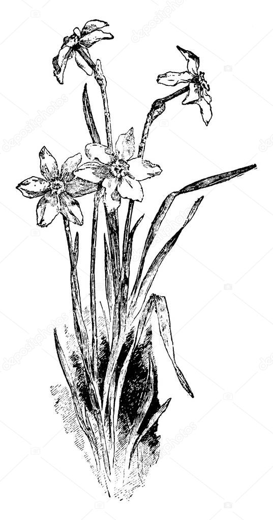 Poet narcissus is the flower plant. A ring of petals in pure white and a short corona of light yellow with a distinct reddish edge, vintage line drawing or engraving illustration.