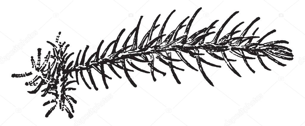 This illustration is of the branch of Araucaria Excela. This branch resembles fronds. The leaves of ferns are referred to as fronds, vintage line drawing or engraving illustration.