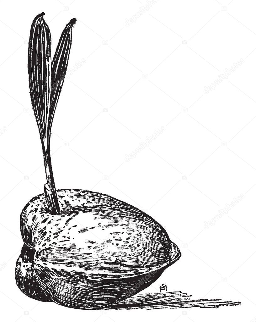 There is a coconut in this frame and the coconut has sprouted from now. The coconut tree was formed by the roots of the brood, and it was ready to grow a coconut tree, vintage line drawing or engraving illustration.