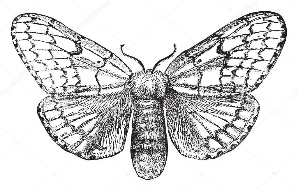 Gypsy Moth Female which is an ocneria dispar, vintage line drawing or engraving illustration.