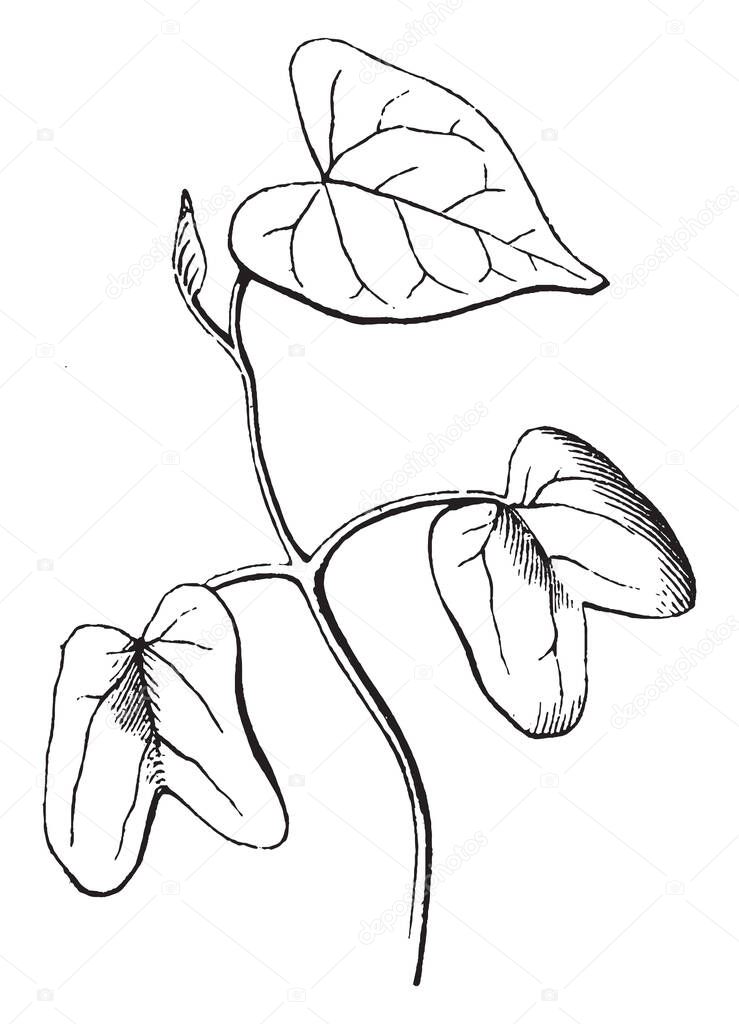 The image shows newly germinated seed leaves, stem and the roots. A seedling is a young plant developing out of a plant embryo from a seed, vintage line drawing or engraving illustration.