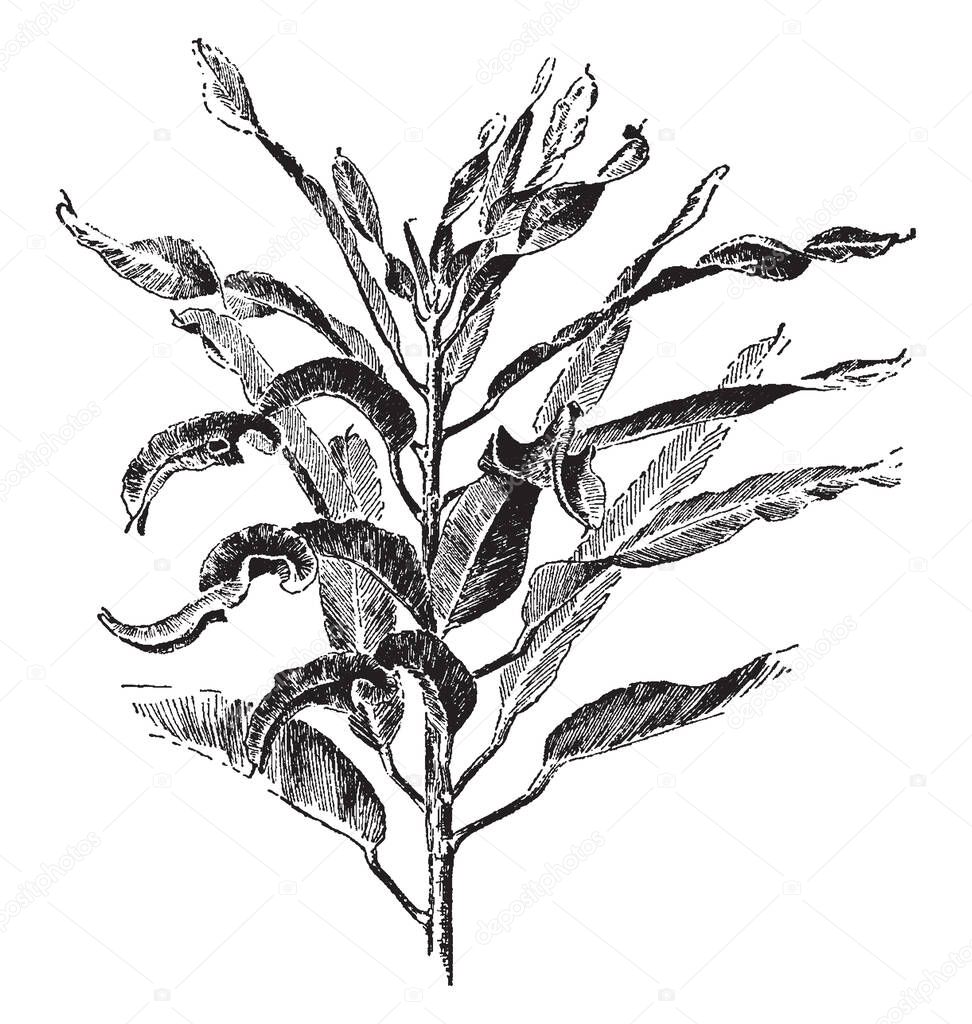 Codiaeum Spirale is a species of plant in the genus Codiaeum, it is an evergreen shrub growing to 3 m (9.8 ft.) tall and has large, thick, leathery, shiny evergreen leaves, alternately arranged, vintage line drawing or engraving illustration.