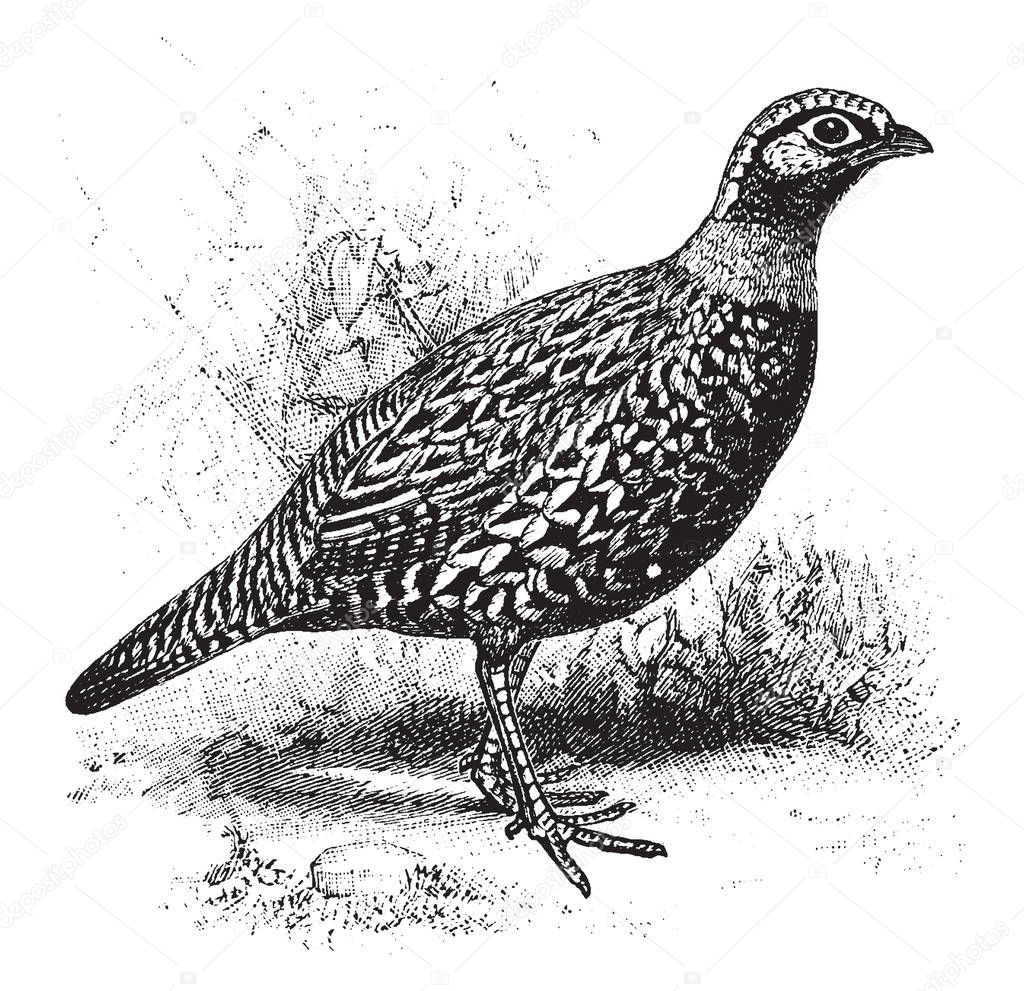 Black Francolin  is a bird in the Phasianidae family of pheasants, vintage line drawing or engraving illustration.
