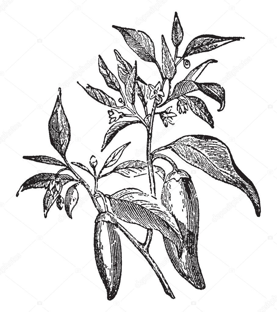 An annual shrub native to tropical areas, cultivated throughout most of the world for its chili peppers, or chilies. The species includes the sweet peppers and pungent, strong-flavored types, vintage line drawing or engraving illustration.