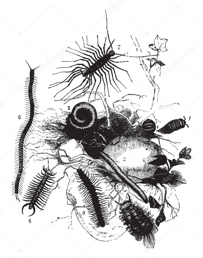 Myriapoda is a subphylum of arthropods containing millipedes, vintage line drawing or engraving illustration.
