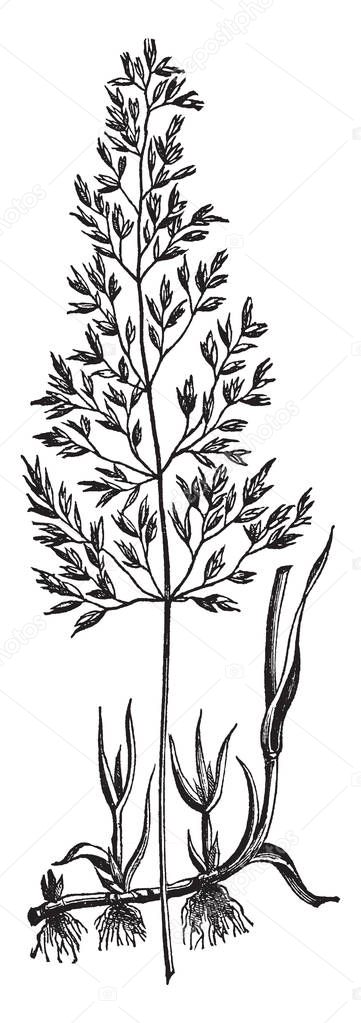 This grass species grow in water, and the seed branches are taller two three feet, leaves grow separately, vintage line drawing or engraving illustration.