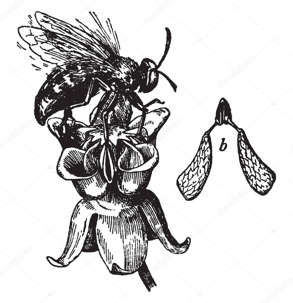 This image showing the pollen of milkweed flowers. These pollens are usually found in pairs, vintage line drawing or engraving illustration.