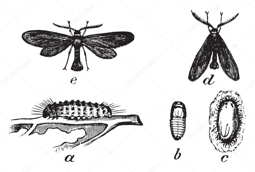 Acoloithus is a genus of moths belonging to the family Zygnid, vintage line drawing or engraving illustration.