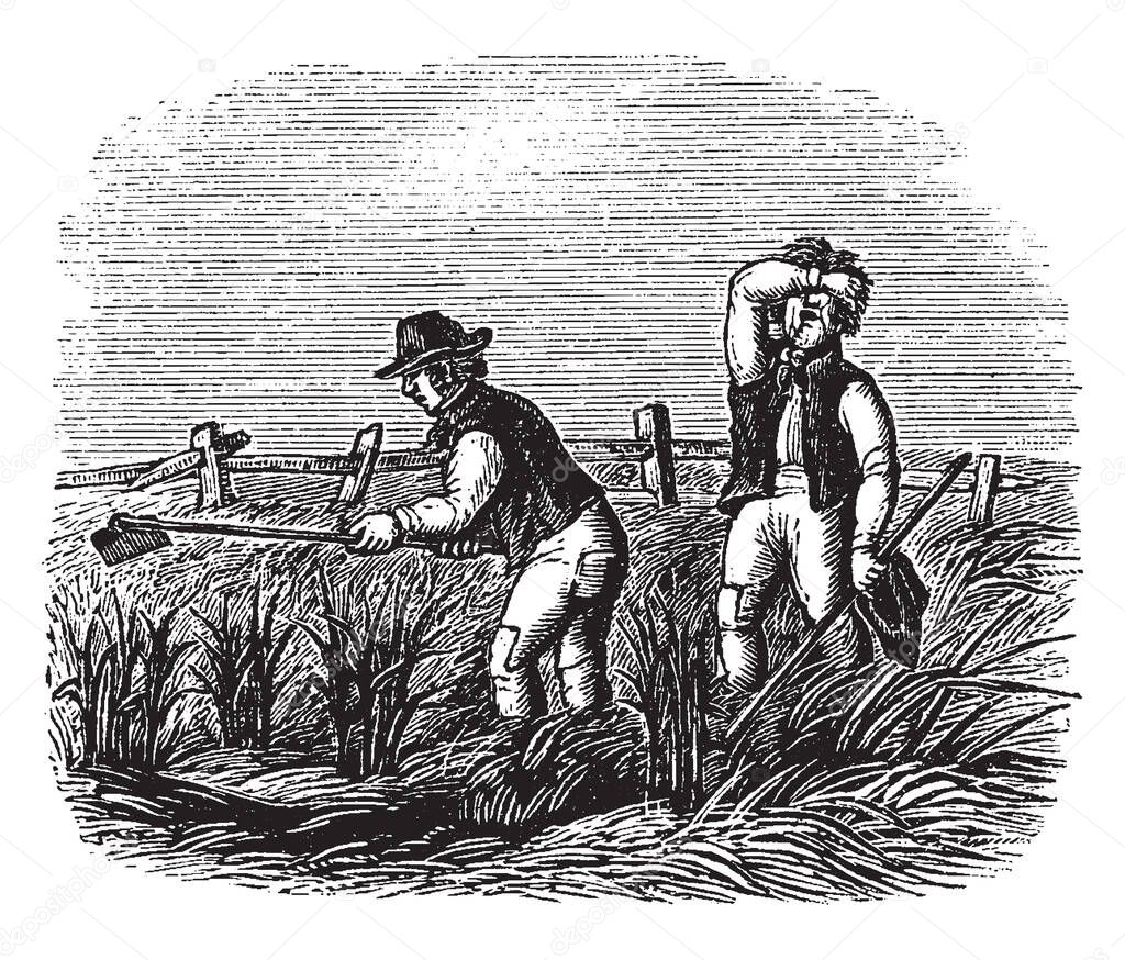 Two men working in field of corn, vintage line drawing or engraving illustration