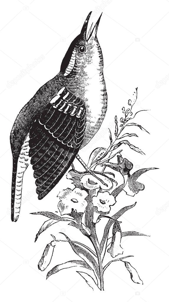 Great Carolina Wren known for its ability to imitate various other songbirds, vintage line drawing or engraving illustration.