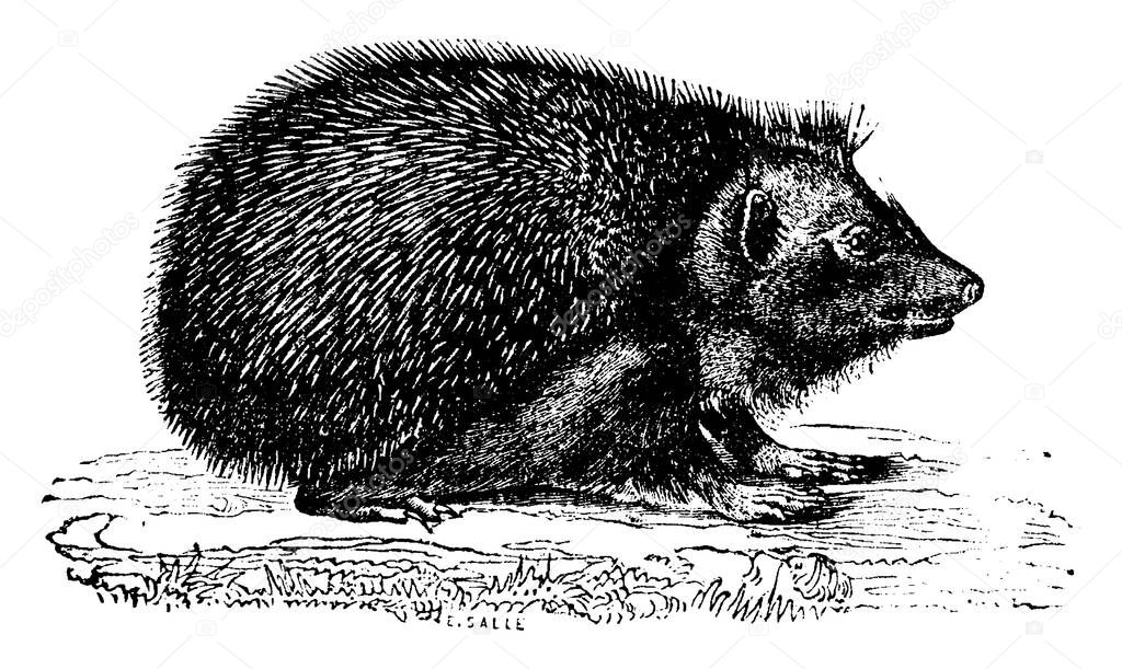 Hedgehog, vintage engraved illustration. Natural History of Animals, 1880