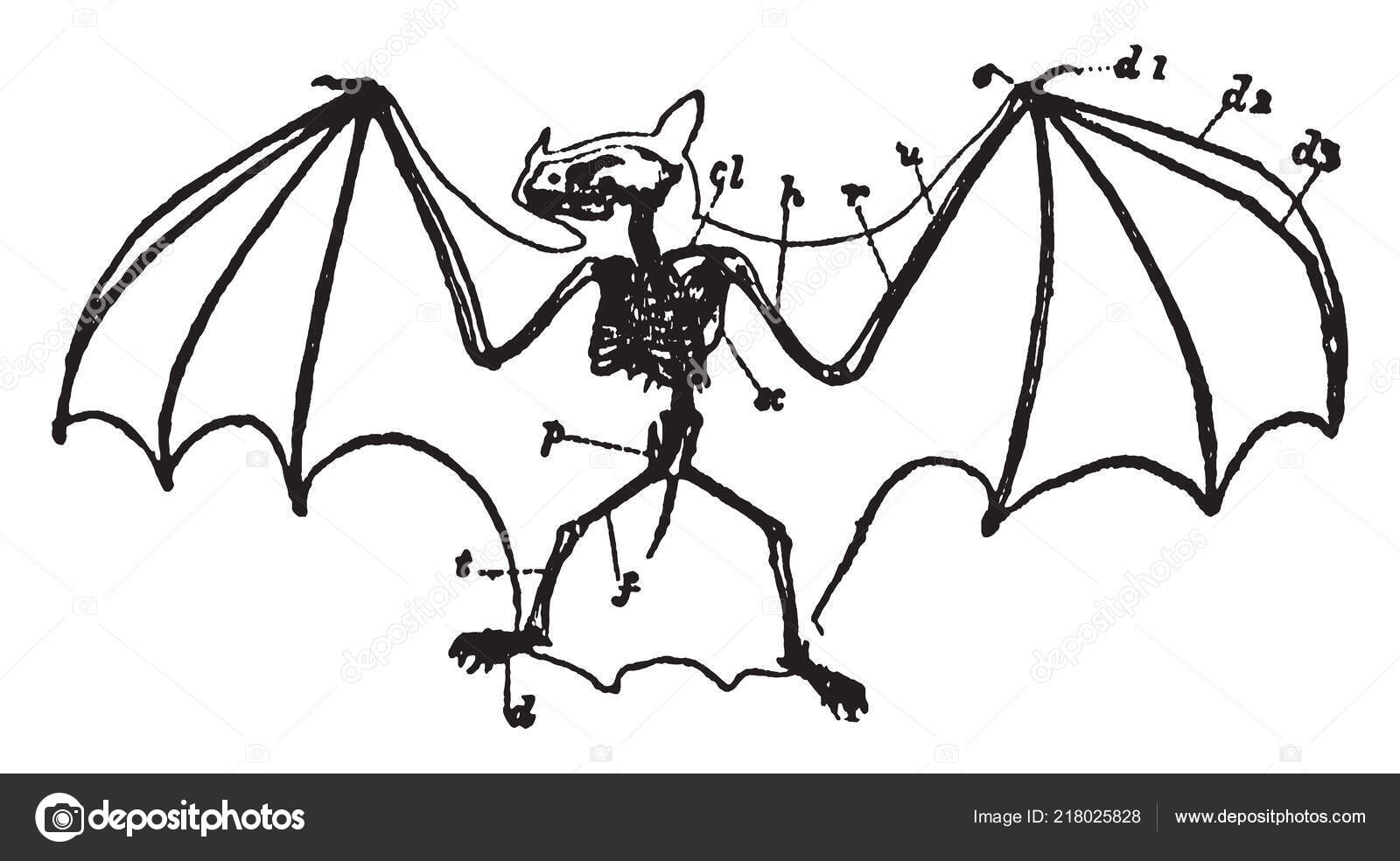 Скелет летучей мыши тату
