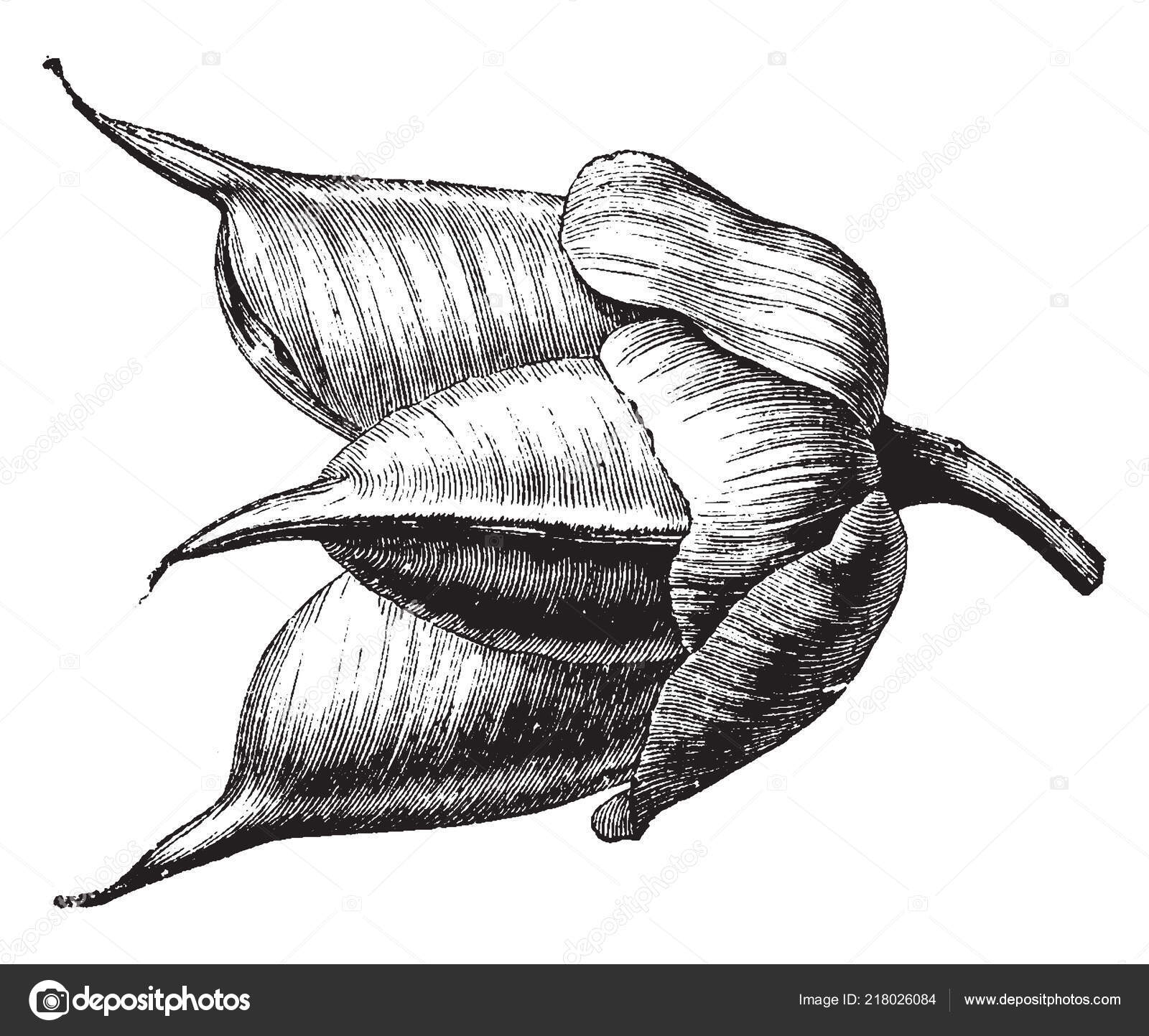 Flowers Covered Protect Brown Sepal Bud Produce Flower Vintage Line