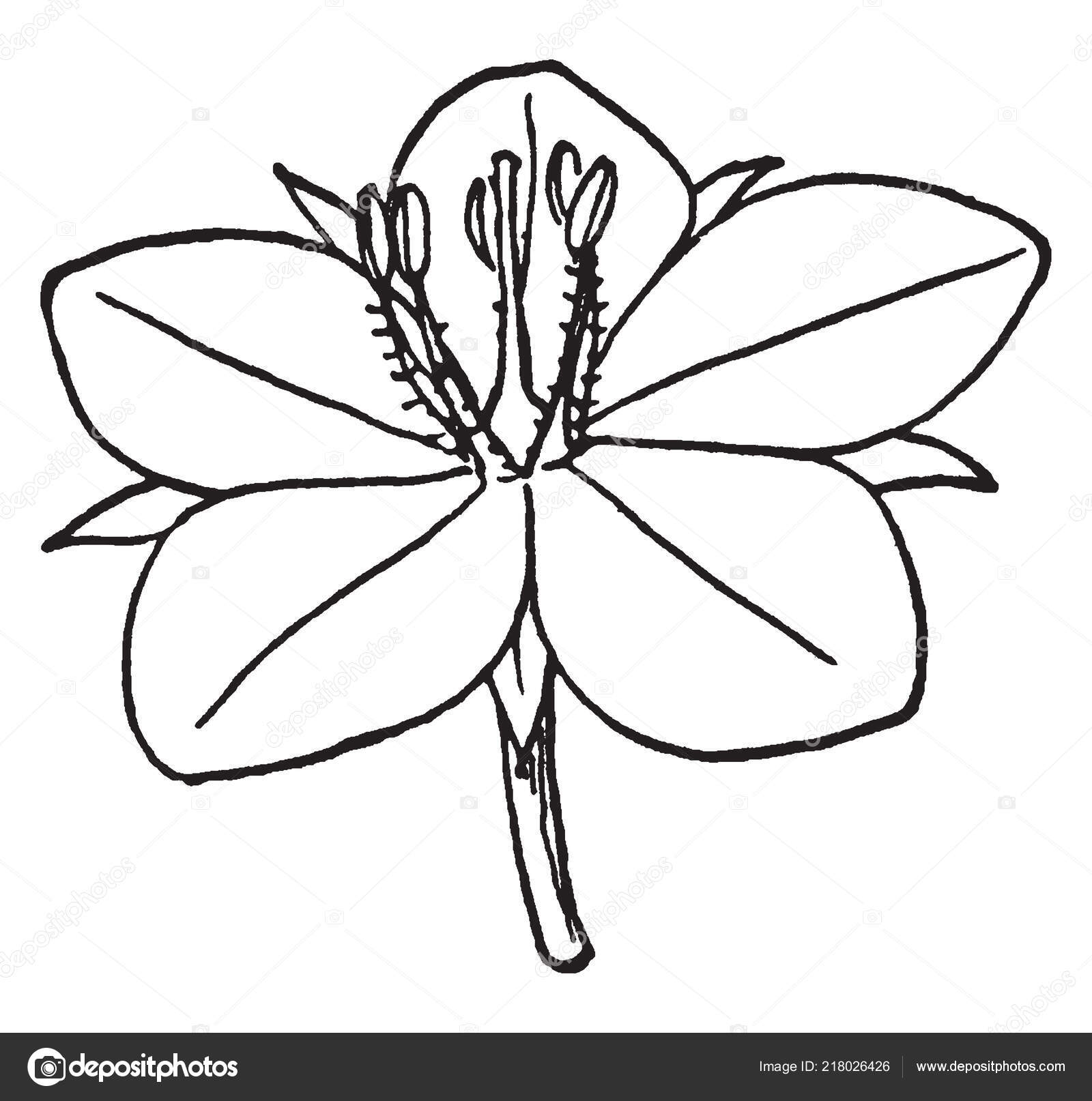 Vettoriale stockQuesta Immagine Che Mostra Fiore Pimpernel Che Noto Anche  Come di ©Morphart #218026426, image size:1600x1614