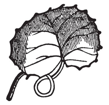 Bu Reniform bir yaprak olduğunu. Bu yaprak bir basit böbrek şeklindeki yaprak, vintage çizgi çizme veya oyma illüstrasyon olduğunu.