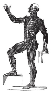 Bu resimde vücut, vintage çizgi çizme veya oyma illüstrasyon kaslarının önden görünümü temsil eder..