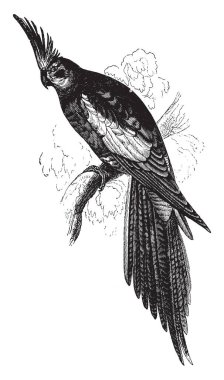 Petsupplies bulunan Avustralya, vintage çizgi çizme veya oyma illüstrasyon.