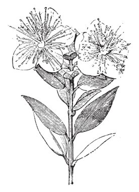 Branchlets of Myrtus Communis are typically 6-10 cm long bearing leaves that are ovate to lanceolate, acute, smooth, and shining, vintage line drawing or engraving illustration. clipart