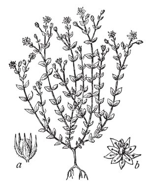Kekik yapraklı Sandwort çiçekli bitkidir. Scarious calyx, b, genişletilmiş çiçek tarafından çevrili bir görüntü gösteren a. kapsül. Thyme-Leaved Sandwort, vintage çizgi çizme veya oyma illüstrasyon tüm parçaları bunlar.