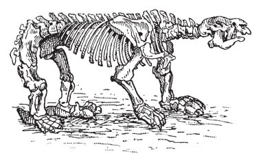 Megatherium iskelet bir cins fil büyüklüğünde yere tembel, vintage çizgi çizme veya oyma illüstrasyon yapıldı..