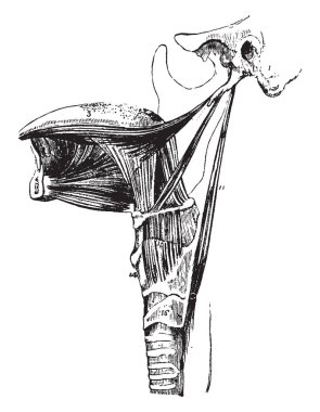 Bu illüstrasyon insan dilini, çizim için vintage veya oyma illüstrasyon kasları temsil eder..