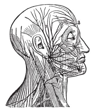 Bu resimde yüz sinir, vintage çizgi çizme veya oyma illüstrasyon temsil eder..