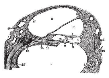 Bu resimde Utricle ve Saccule, vintage çizgi çizme veya oyma illüstrasyon temsil eder.
