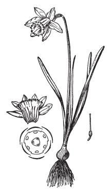 Bir resim nergis, Narcissus gibi yaygın olarak bilinen gösteriyor. Bu cins ailesine ait. Bu resimli şunlardır: 1. kesme çiçek, 2. pistil, 3. çiçek, vintage çizgi çizme veya oyma illüstrasyon yatay planı.