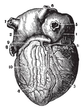 Bu diyagram kalp, vintage çizgi çizme veya oyma illüstrasyon Posterior bir görünümünü temsil eder..
