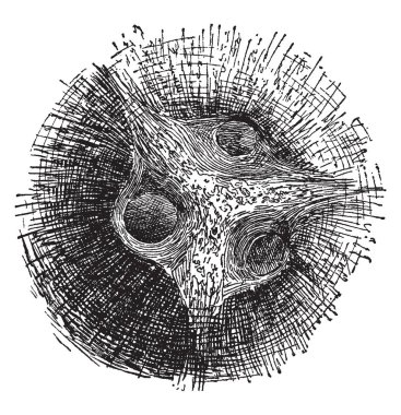 Bu çerçeve içinde yapılan Hindistan cevizi var. Bu Hindistan cevizi kabuğu onlara yakın 3 delik var, onlar Hindistan cevizi gözler, vintage çizgi çizme veya oyma illüstrasyon denir.