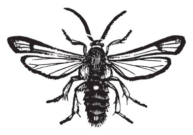 BlackBerry matkap erkek sadece tatmin edici çare kesmek ve larva en kısa zamanda, vintage çizgi çizme veya yok illüstrasyon oyma.