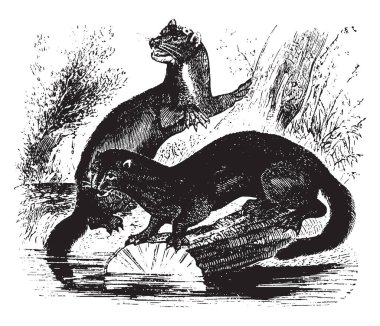 Minkler koyu renkli semiaquatic etçil memeli, Neovison ve Mustela, vintage çizgi çizme veya oyma illüstrasyon cins vardır.