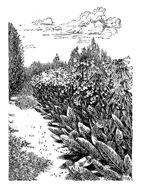 Bir sürü resim bitkilerde tütün. Kimin yaprakları uzun boylu ve çiçek bitkiler, vintage çizgi çizme veya oyma illüstrasyon bol var mı.