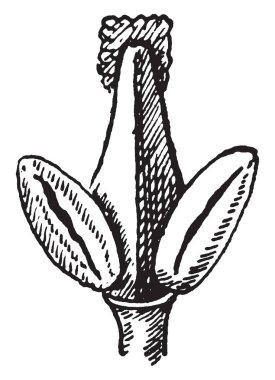 Blue ash çiçek, vintage çizgi çizme veya oyma illüstrasyon resmini.