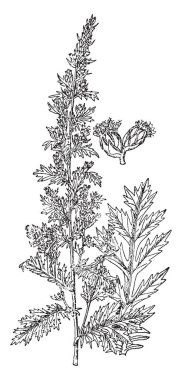 Artemisia Pontica herdem yeşil veya yaprak döken bitkidir. Roma Pelin, vintage çizgi çizme veya oyma illüstrasyon olarak bilinen.