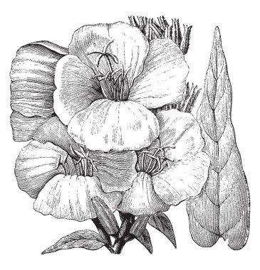 Oenothera biennis iki yıl, 30-150 cm, uzun boylu büyüyen bir yaşam süresi vardır. Yaprakları derimsi, geniş, dar rozet ilk yıl ve spirally bir kök üzerinde ikinci yıl, vintage çizgi çizme veya oyma illüstrasyon üretilen.
