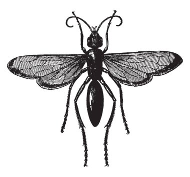Pepsi formosus, vintage çizgi çizme veya oyma resimde olan tarantula Wasp.