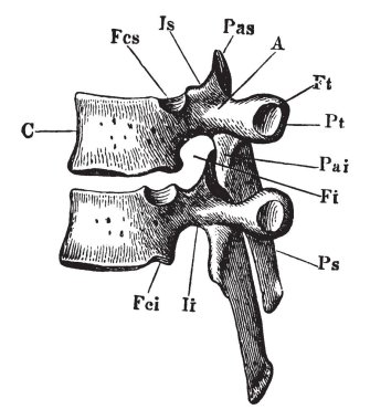 Bu resimde torasik vertebra, vintage çizgi çizme veya oyma illüstrasyon temsil eder..