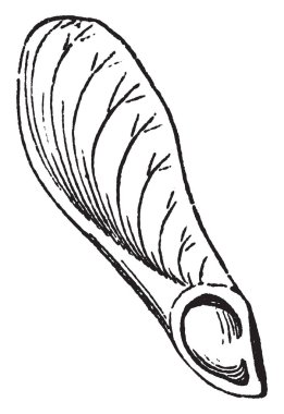 Bu tohum açık bölümünün bir görüntüdür. Yaprak döken ağaçların Doğu ve Orta Kuzey Amerika, vintage çizgi çizme veya oyma illüstrasyon kırmızı akçaağaç olduğunu.