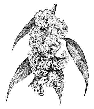 bitki görüntü. Vektör çizim