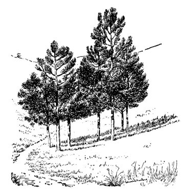 Pinus Ponderosa'yı genç ağacıdır. Güney Kanada Meksika büyüyen batıda yaygın olarak dağıtılır. İğneler 5-10 santim uzunluğunda ve oval 3-6 inç uzunluğunda, vintage çizgi çizme veya oyma illüstrasyon koni olduğunu.