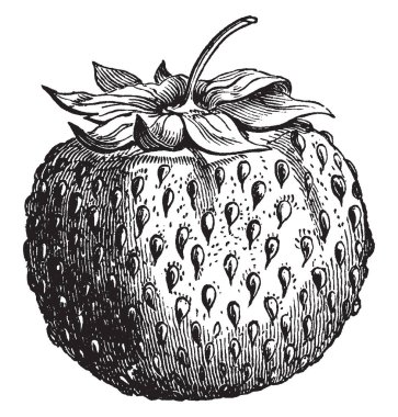 Bu yeşil çilek görüntüsüdür. Bu yuvarlak şekli var. Yeşil renk, vintage çizgi çizme veya oyma resimde bulunan.