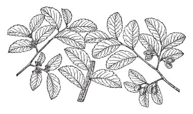 Güney Merkezi Kuzey Amerika'ya, vintage çizim için yerel Texas sedir Elm olarak da bilinen karaağaç Crassifolia dalı gösteren veya illüstrasyon oyma bir resim.