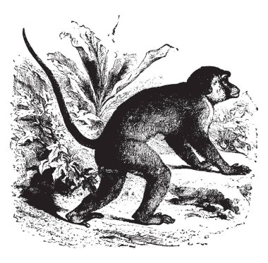 Vücut, vintage çizgi çizme veya oyma resimde siyah benekli kahverengi zeytin kısa Buffon Macacus olduğunu.