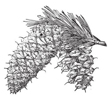 Pinus Aristata (Rocky Mountain bristlecone çam) ABD'de bulundu. Bu bir orta ölçekli 6 m uzun ağacıdır. Eğri, koyu yeşil renkli ama genellikle kuru reçine, vintage çizgi çizme veya oyma resimde beyaz noktalar kaplı iğneler vardır.