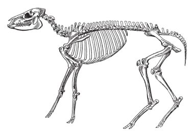 Mesohippus bairdi iskelet erken atı soyu tükenmiş bir cinsidir ve bazı 30-40 milyon yıl önce Orta İozin, vintage çizgi çizme veya oyma illüstrasyon yaşamış.
