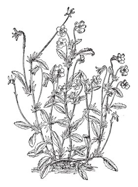 Viola üç renkli olarak da bilinen Johnny Jump kadar ortak bir Avrupa kır çiçeği bulunan Kuzey Amerika, vintage çizgi çizme veya oyma illüstrasyon olmasıdır.